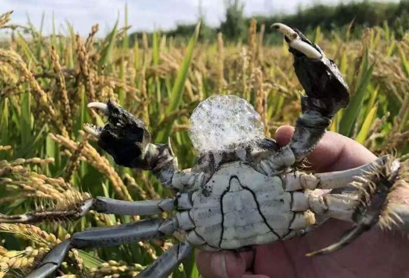 盘锦河蟹