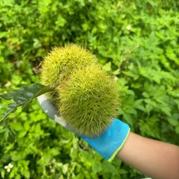 承德板栗