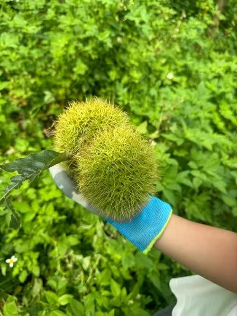 承德板栗