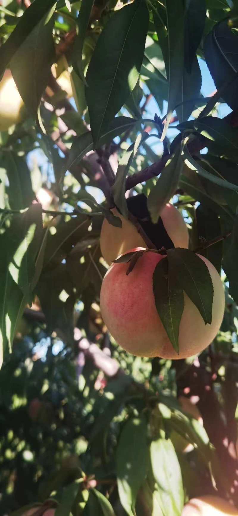 水蜜桃