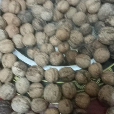 陕西商洛核桃