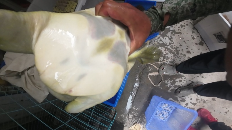 山东甲鱼