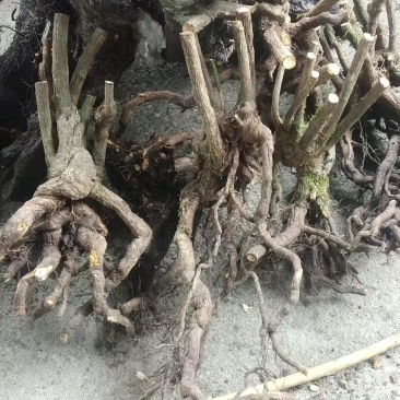 南天竹丛林，老庄