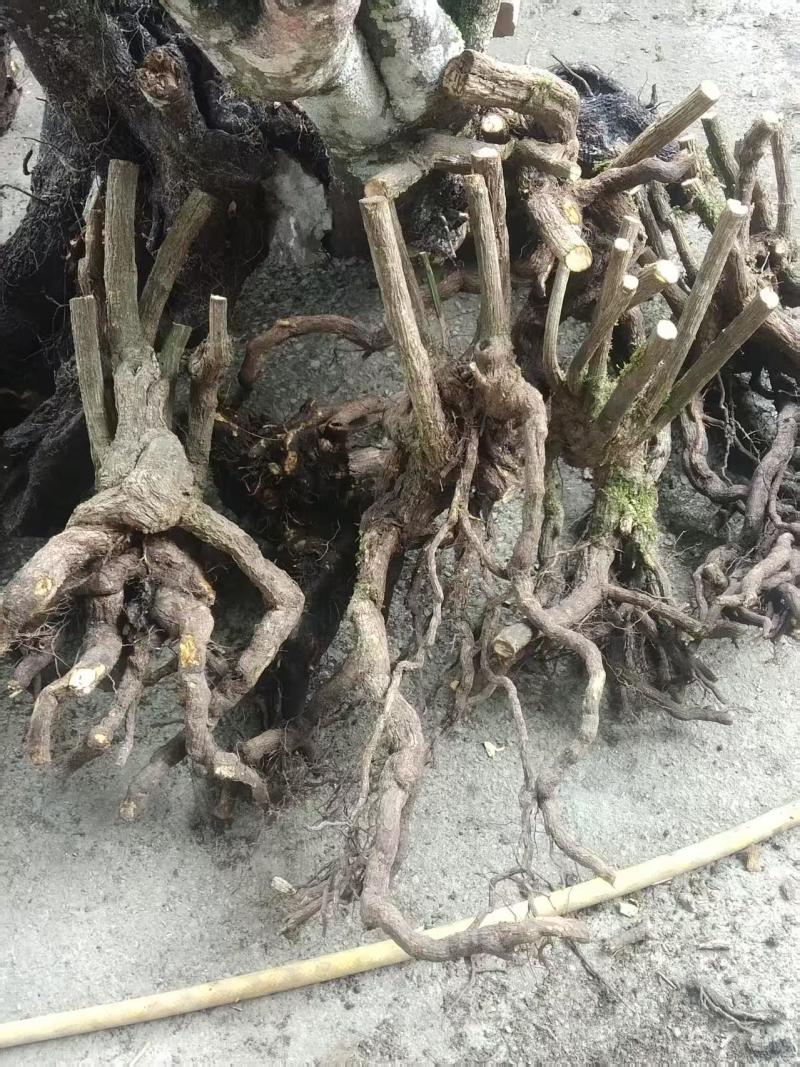 南天竹丛林，老庄