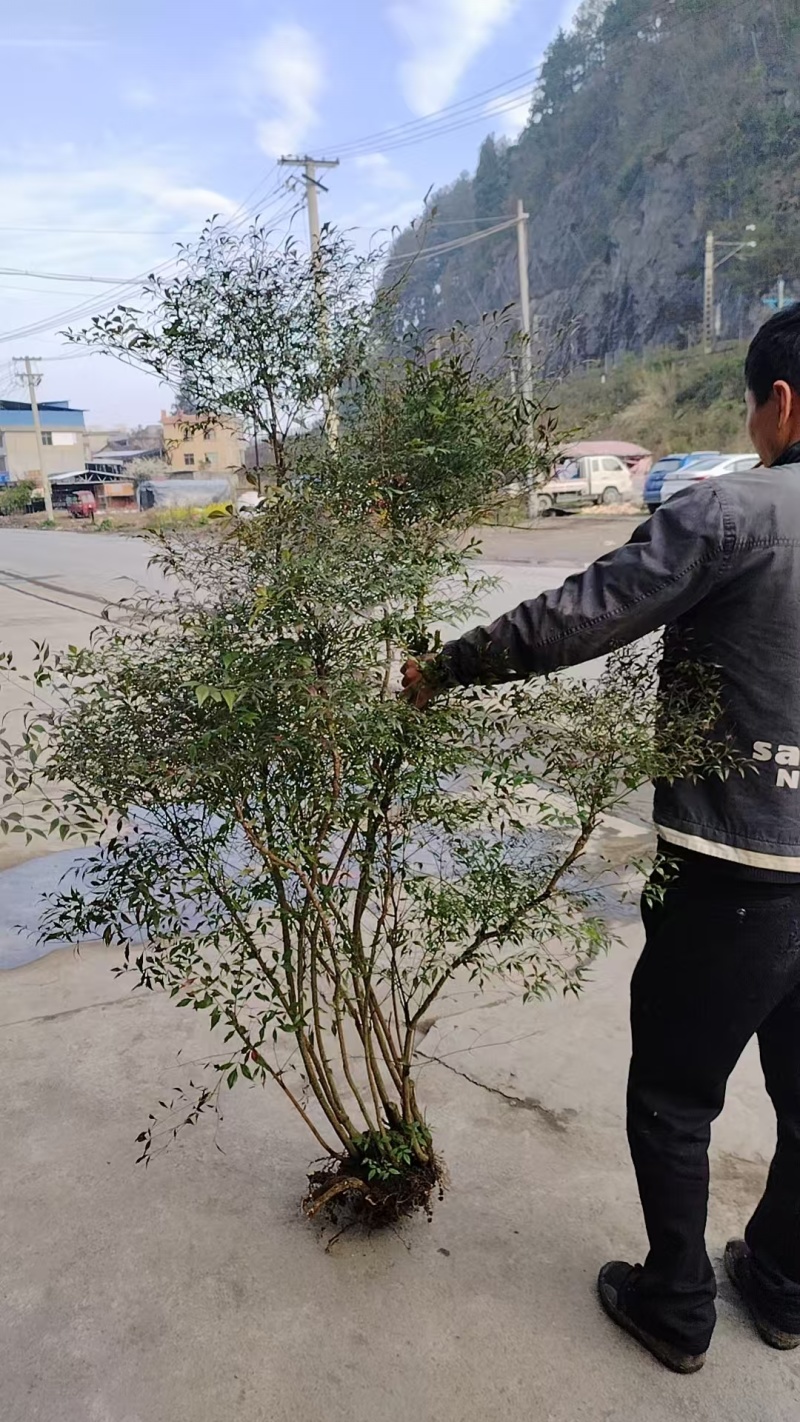 南天竹丛林，老庄