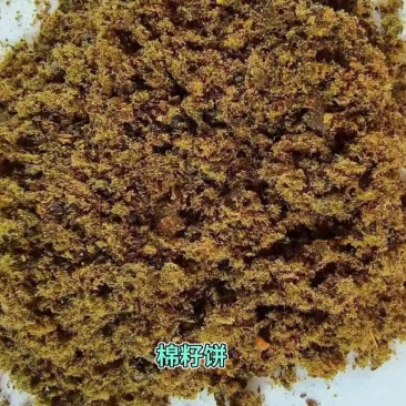 全脂膨化棉籽：蛋白➕脂肪38高能量，利于生长发育。高蛋