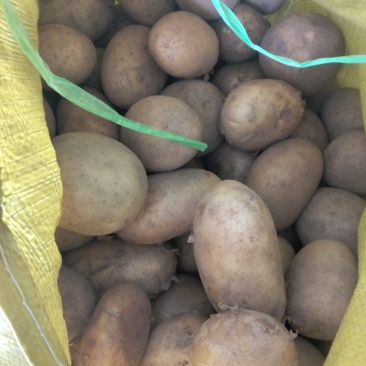 红皮黄皮土豆，产地西藏