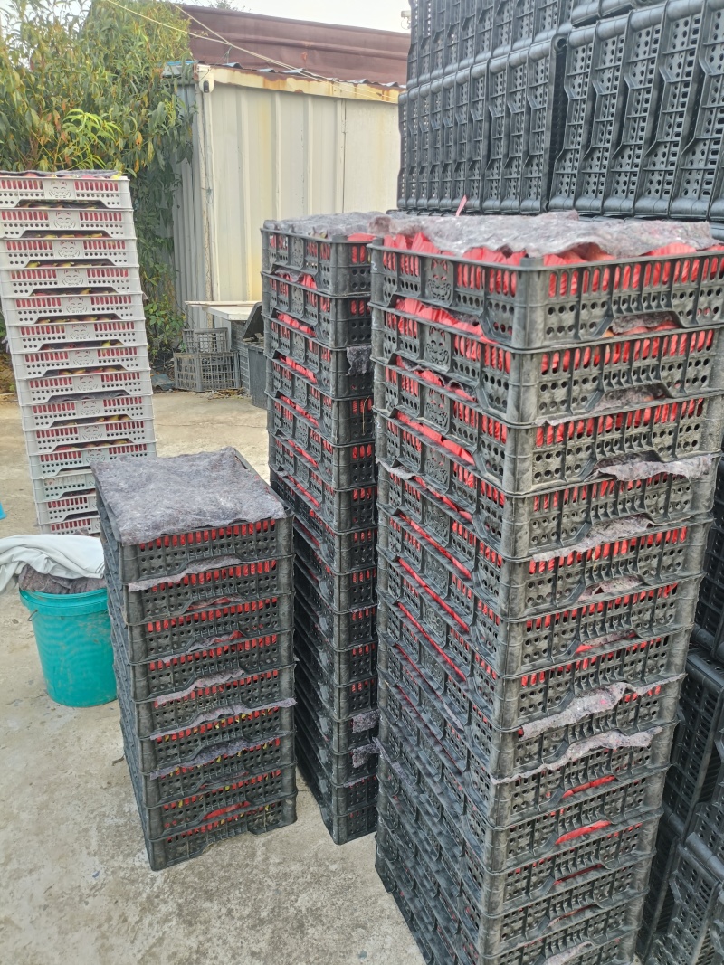 波姬红无花果上海产区一手货源量大供应