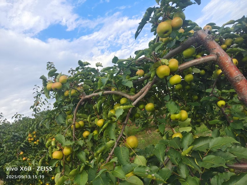 黑龙江苹果梨