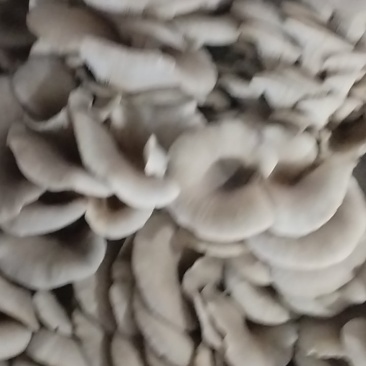平菇