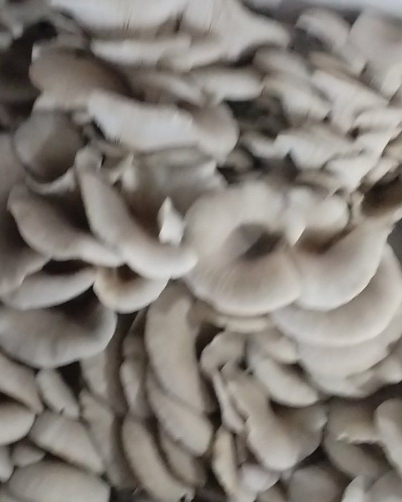 平菇