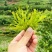 张家界莓茶