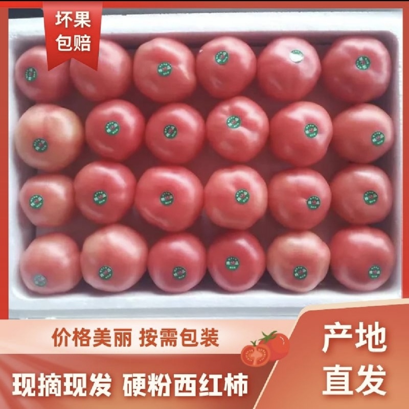 贵州安顺精品硬粉西红柿，一手货源，基地直发，量大从优，品质