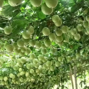 钦蜜9号黄金百香果