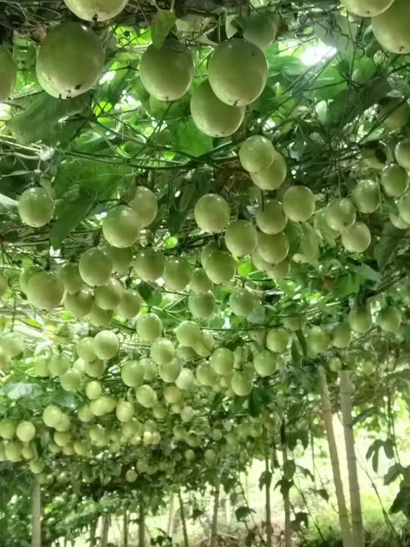 钦蜜9号黄金百香果