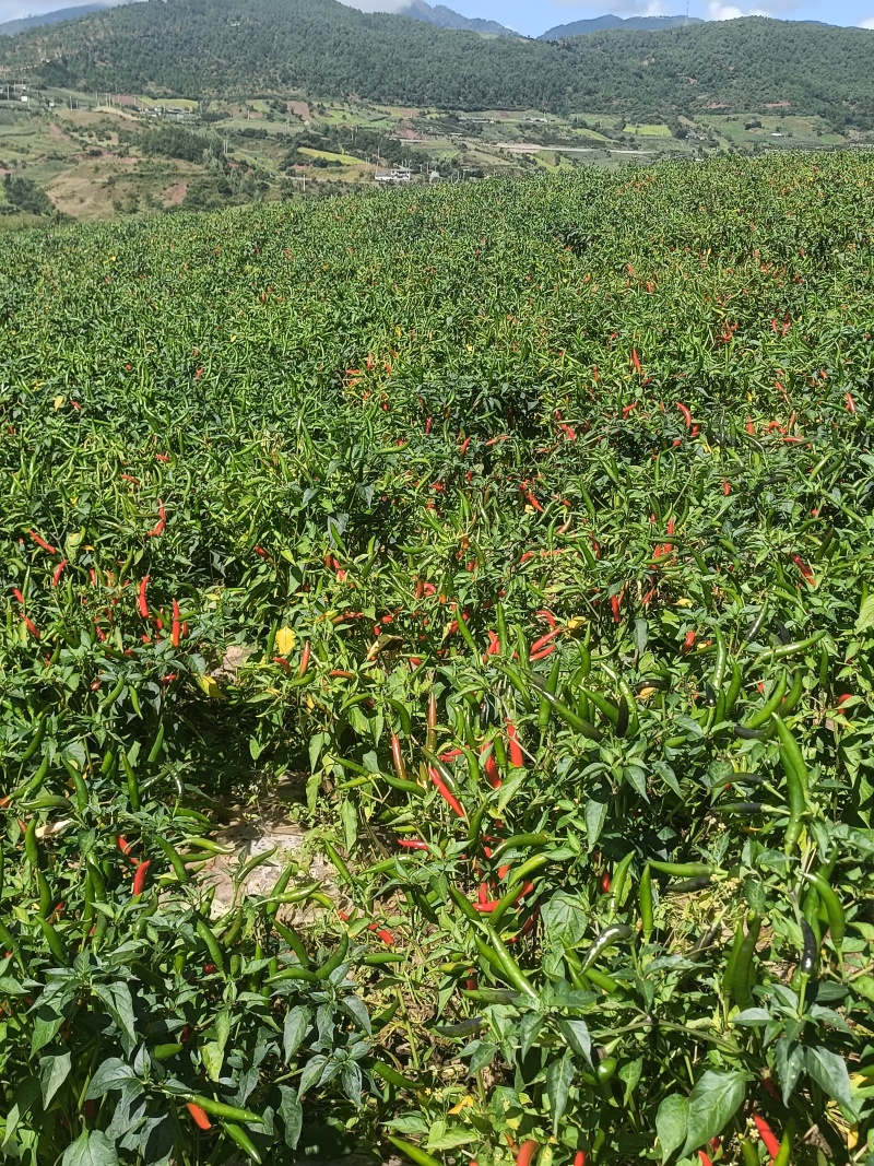 云南丽江小米辣