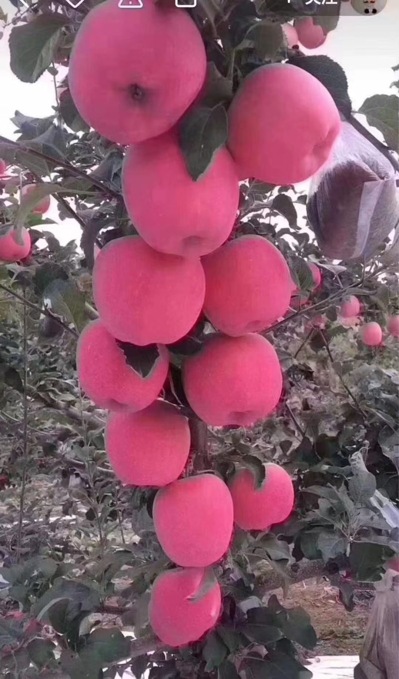 静宁红富士