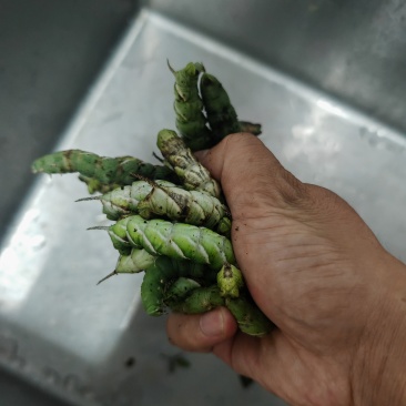 荆蚕