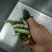 荆蚕