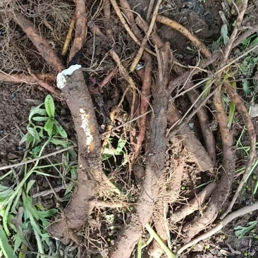 青海5年赤芍（川赤芍）
