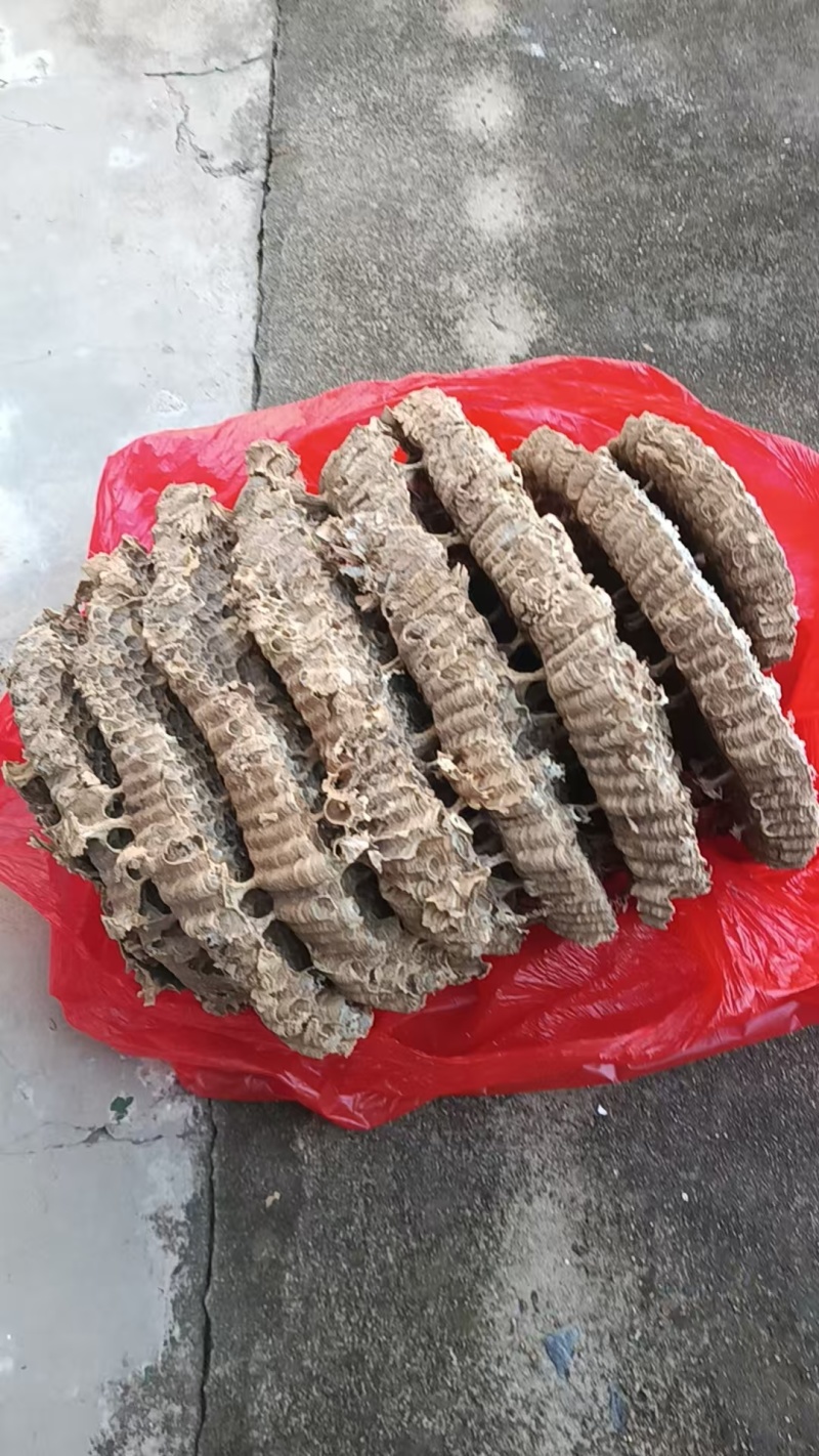 土马蜂窝