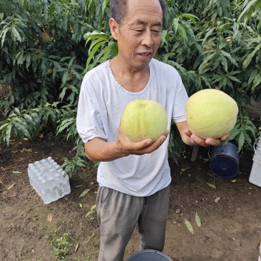 天津宁河大青桃