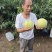 天津宁河大青桃