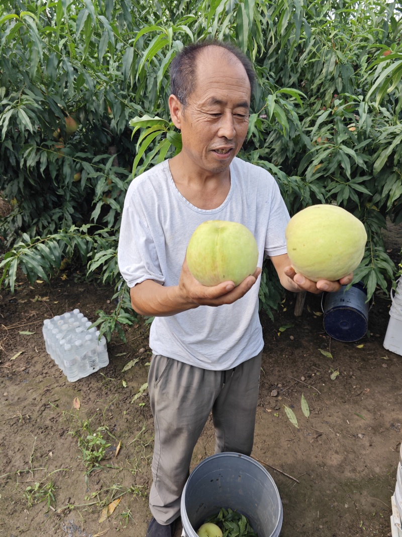 天津宁河大青桃