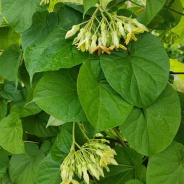 夜香花
