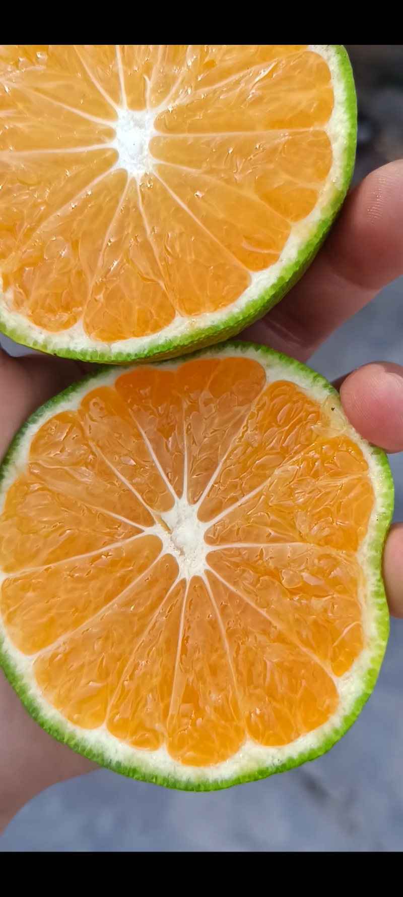 特早蜜橘