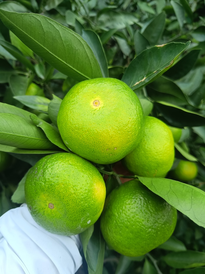 特早蜜橘