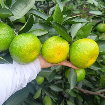 特早蜜橘