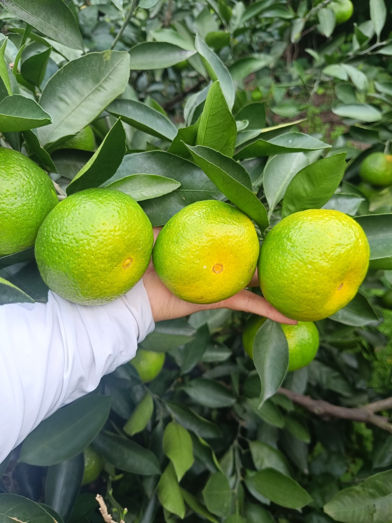 特早蜜橘
