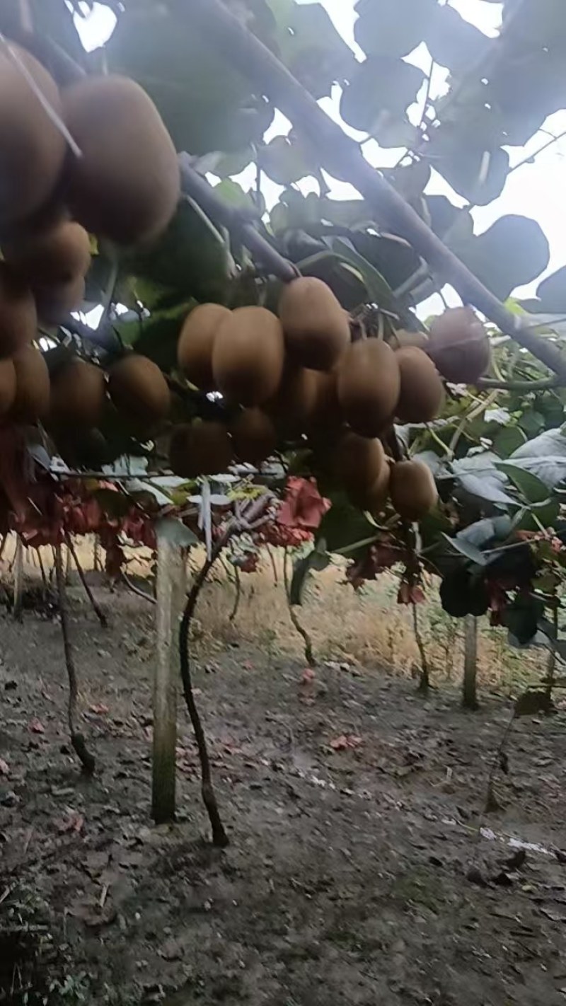 黄心猕猴桃G3，大概有三四千斤的样子