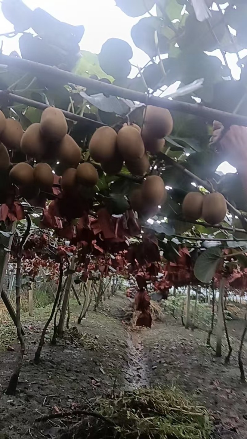 黄心猕猴桃G3，大概有三四千斤的样子