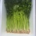 云南高原香芹