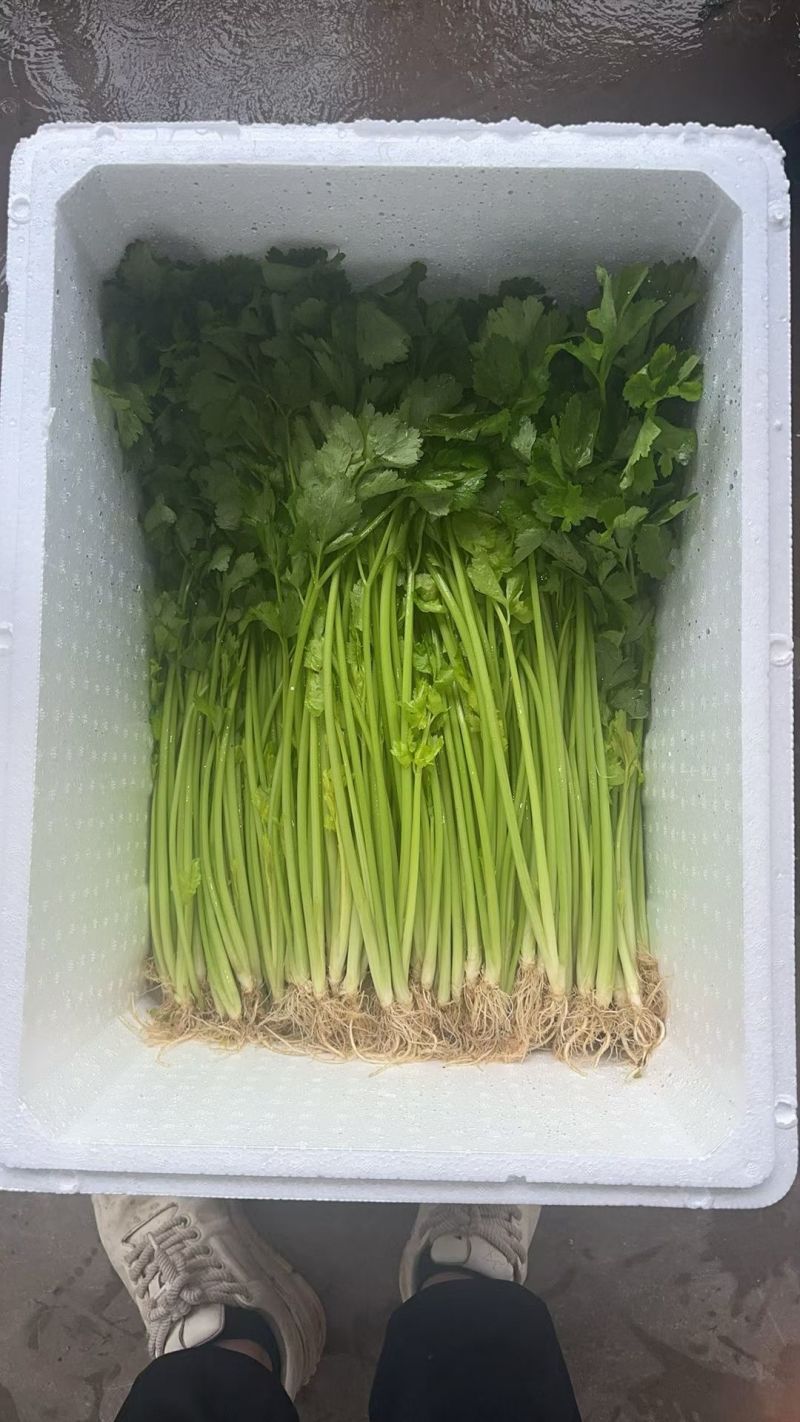云南高原香芹