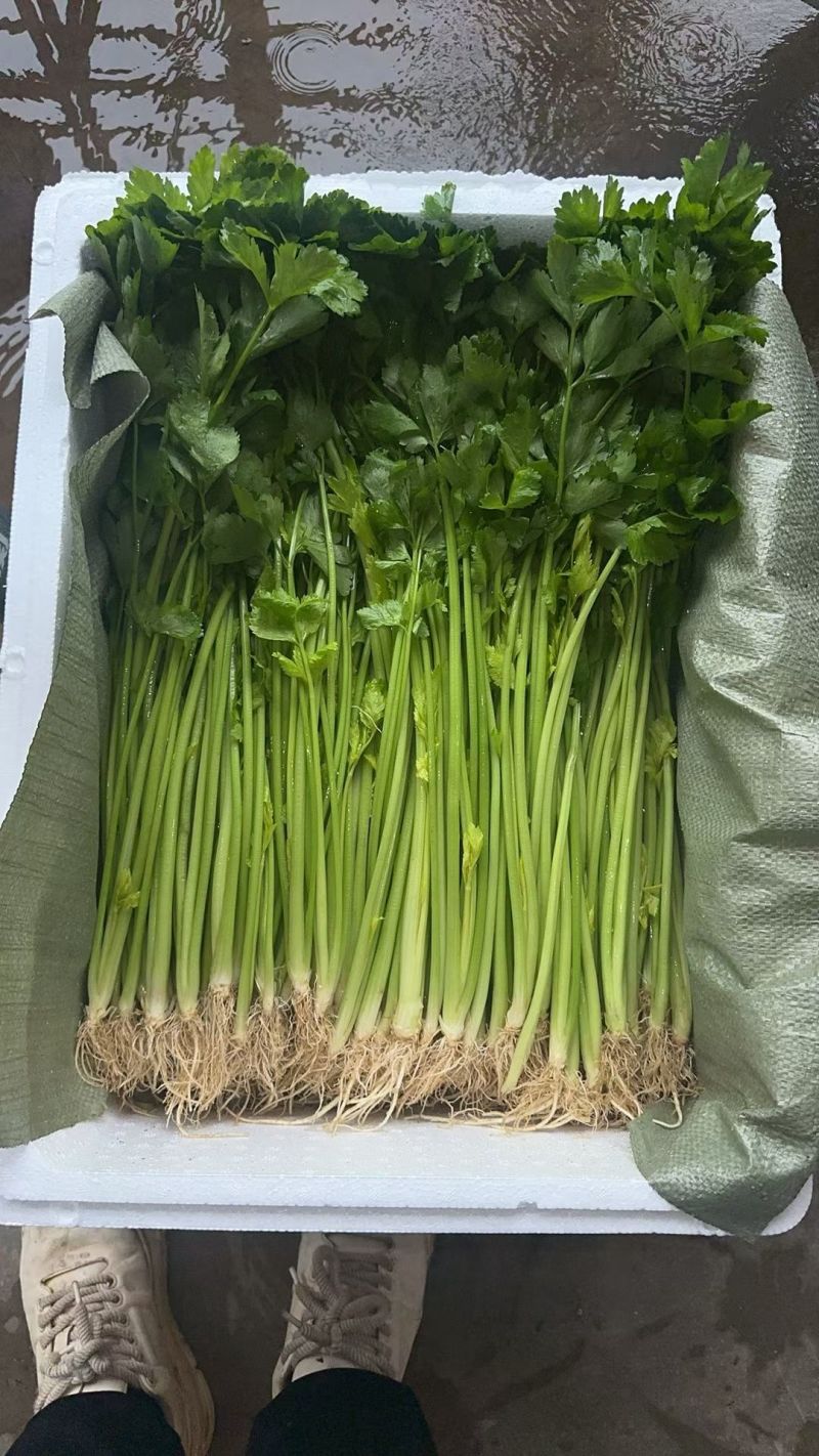 云南高原香芹