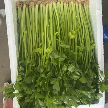 云南高原香芹