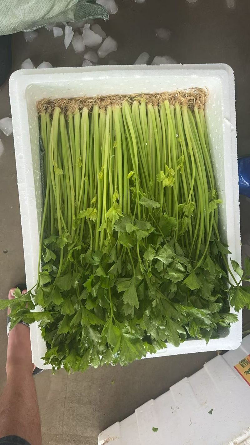云南高原香芹