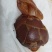 鸡宝