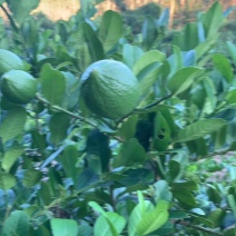 香水柠檬