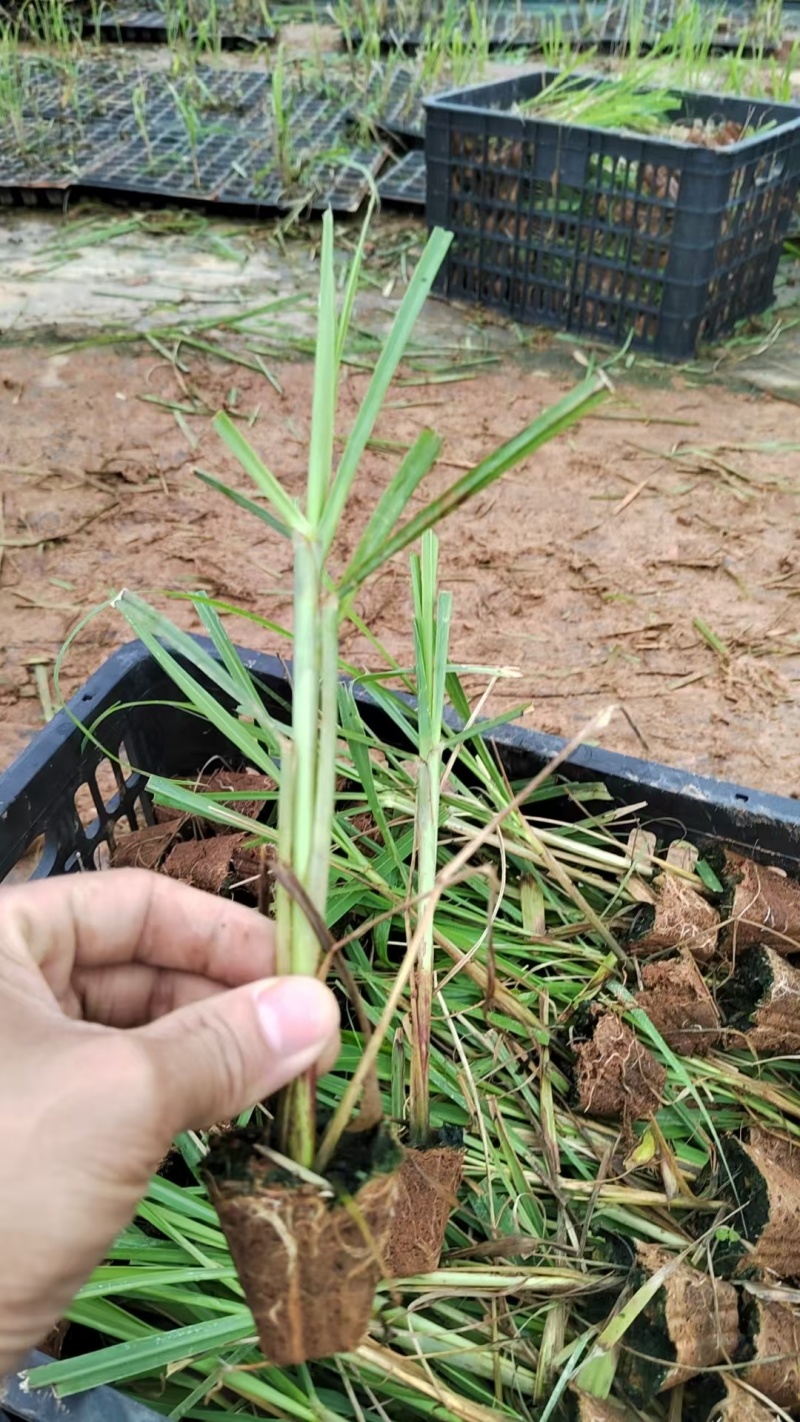 各种甘蔗杯苗（直种苗），种茎苗
