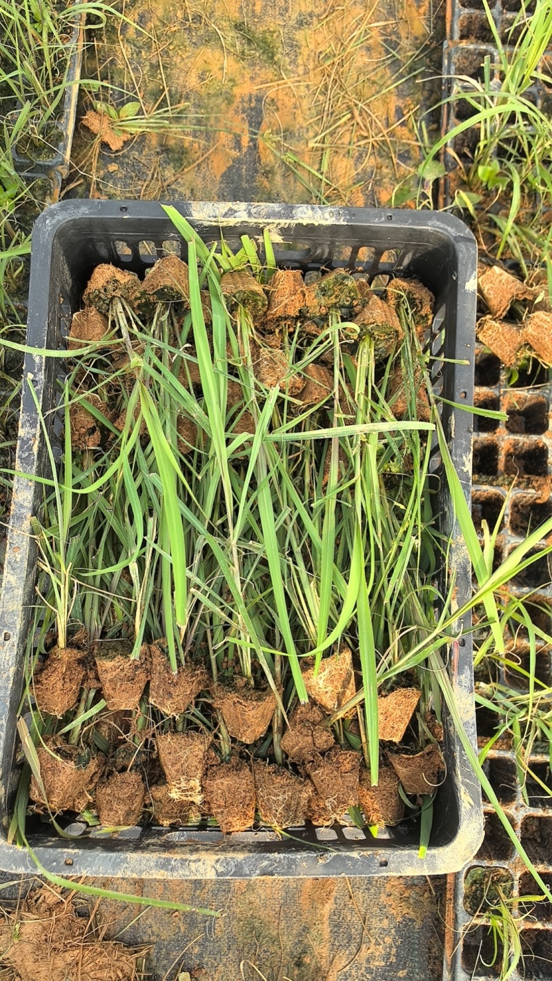 各种甘蔗杯苗（直种苗），种茎苗