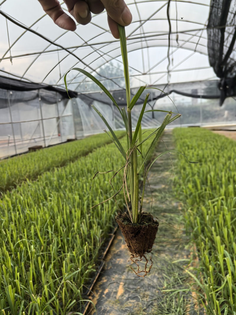 各种甘蔗杯苗（直种苗），种茎苗