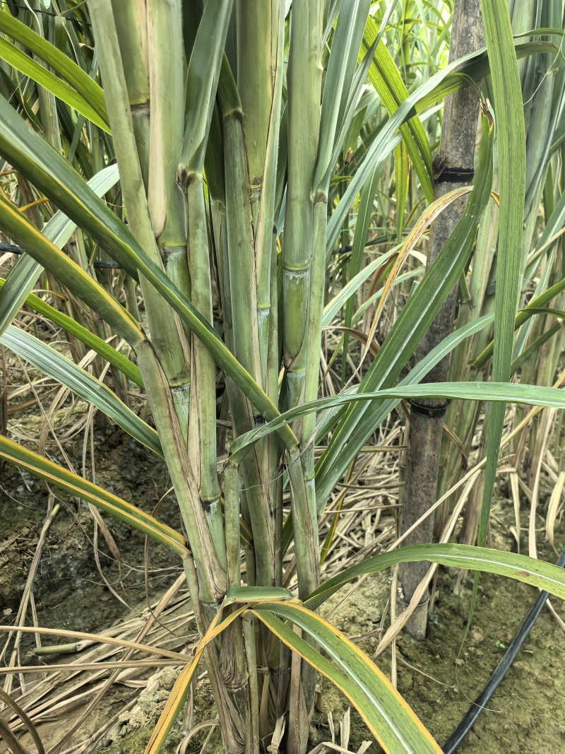 各种甘蔗杯苗（直种苗），种茎苗