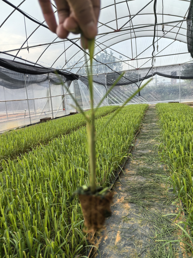 各种甘蔗杯苗（直种苗），种茎苗
