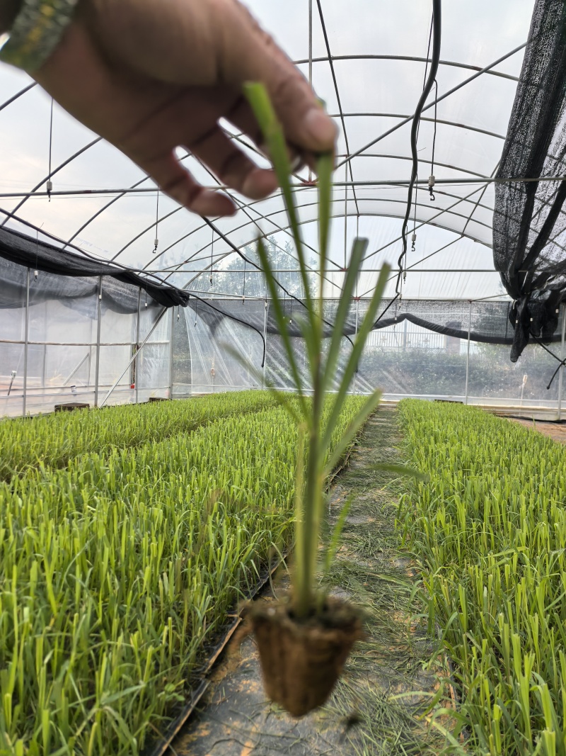 各种甘蔗杯苗（直种苗），种茎苗