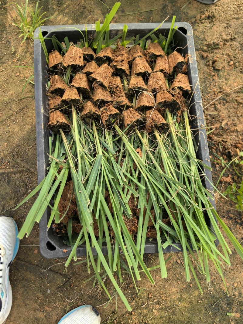 各种甘蔗杯苗（直种苗），种茎苗