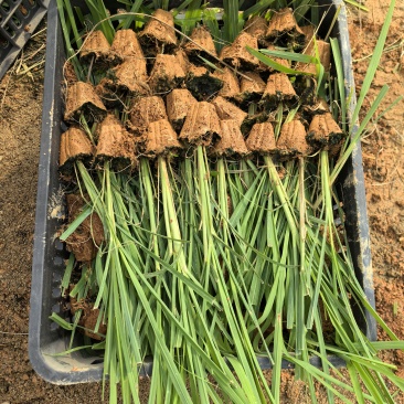 各种甘蔗杯苗（直种苗），种茎苗